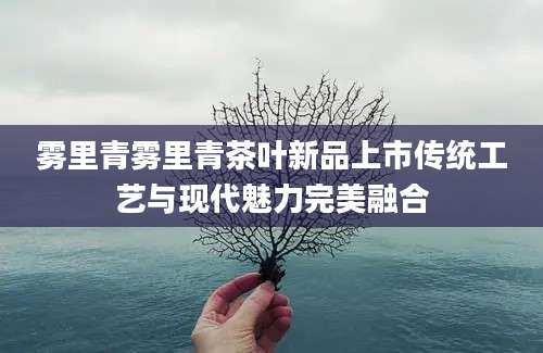 雾里青雾里青茶叶新品上市传统工艺与现代魅力完美融合