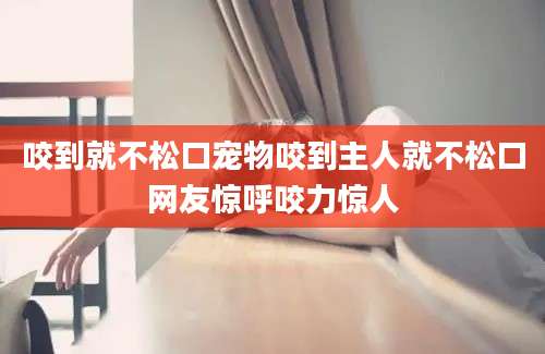 咬到就不松口宠物咬到主人就不松口网友惊呼咬力惊人
