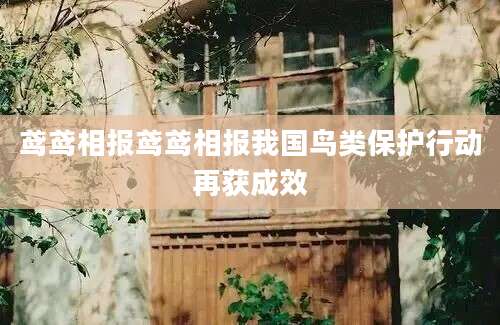 鸢鸢相报鸢鸢相报我国鸟类保护行动再获成效