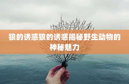 狼的诱惑狼的诱惑揭秘野生动物的神秘魅力