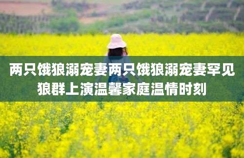 两只饿狼溺宠妻两只饿狼溺宠妻罕见狼群上演温馨家庭温情时刻