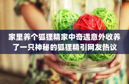 家里养个狐狸精家中奇遇意外收养了一只神秘的狐狸精引网友热议