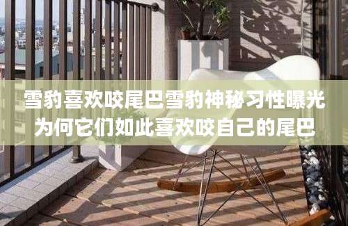 雪豹喜欢咬尾巴雪豹神秘习性曝光为何它们如此喜欢咬自己的尾巴