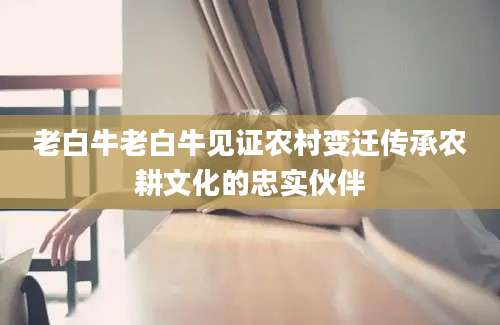 老白牛老白牛见证农村变迁传承农耕文化的忠实伙伴