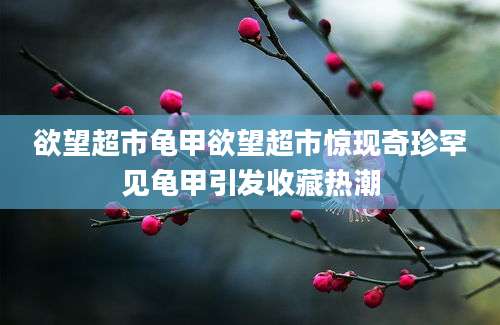 欲望超市龟甲欲望超市惊现奇珍罕见龟甲引发收藏热潮