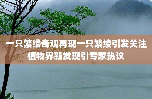 一只繁缕奇观再现一只繁缕引发关注植物界新发现引专家热议