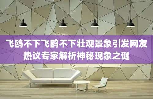 飞鸥不下飞鸥不下壮观景象引发网友热议专家解析神秘现象之谜