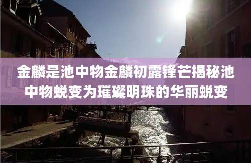 金麟是池中物金麟初露锋芒揭秘池中物蜕变为璀璨明珠的华丽蜕变