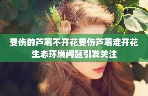 受伤的芦苇不开花受伤芦苇难开花生态环境问题引发关注