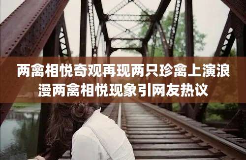 两禽相悦奇观再现两只珍禽上演浪漫两禽相悦现象引网友热议