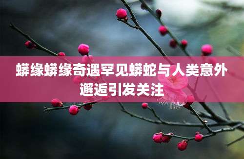 蟒缘蟒缘奇遇罕见蟒蛇与人类意外邂逅引发关注