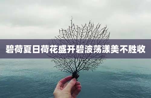 碧荷夏日荷花盛开碧波荡漾美不胜收