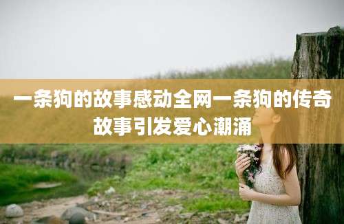 一条狗的故事感动全网一条狗的传奇故事引发爱心潮涌