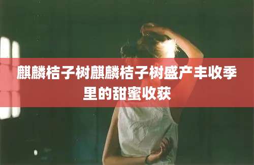麒麟桔子树麒麟桔子树盛产丰收季里的甜蜜收获