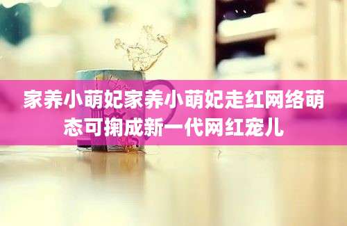 家养小萌妃家养小萌妃走红网络萌态可掬成新一代网红宠儿