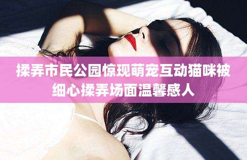 揉弄市民公园惊现萌宠互动猫咪被细心揉弄场面温馨感人