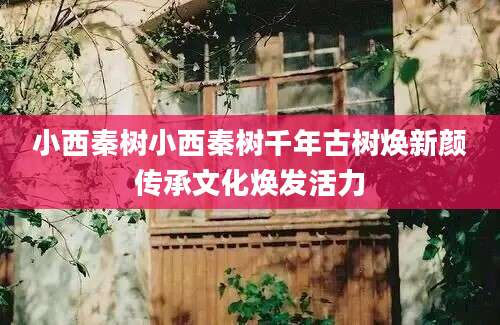 小西秦树小西秦树千年古树焕新颜传承文化焕发活力